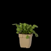 (WI) Leucanthemum vulgare