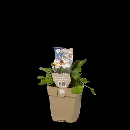 (WI) Leucanthemum vulgare - afbeelding 2