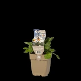 (WI) Leucanthemum vulgare - afbeelding 2