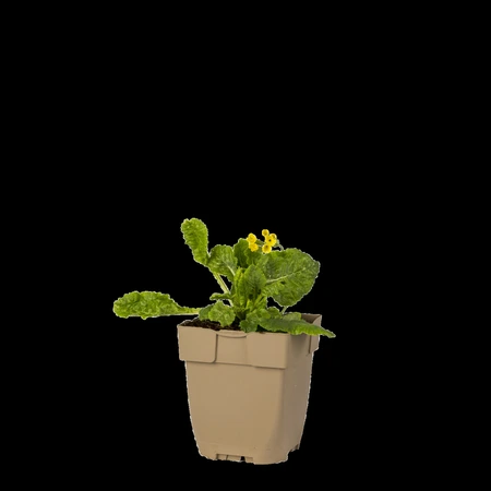 (WI) Primula veris - afbeelding 2