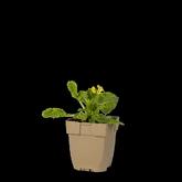 (WI) Primula veris - afbeelding 2