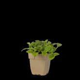 (WI) Prunella vulgaris