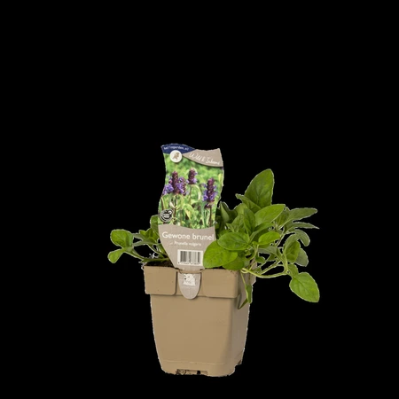 (WI) Prunella vulgaris - afbeelding 2