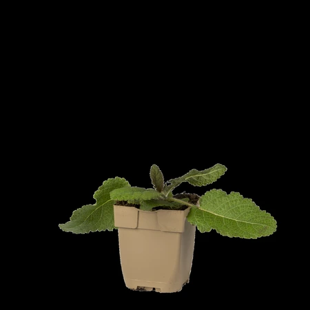 (WI) Salvia pratensis - afbeelding 1