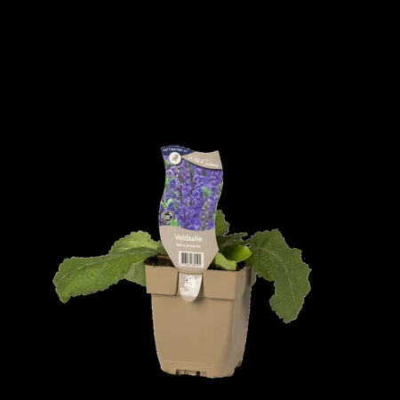 (WI) Salvia pratensis - afbeelding 2