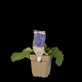 (WI) Salvia pratensis - afbeelding 2