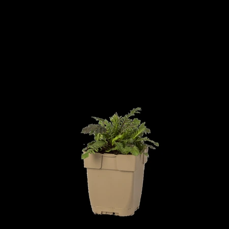 (WI) Scabiosa columbaria - afbeelding 1