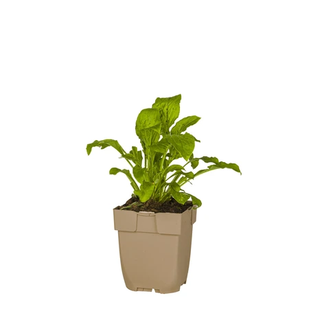 (WI) Silene dioica - afbeelding 2