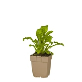 (WI) Silene dioica - afbeelding 2