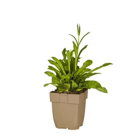 (WI) Silene flos-cuculi - afbeelding 1