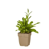 (WI) Silene flos-cuculi