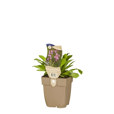 (WI) Silene flos-cuculi - afbeelding 2