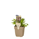 (WI) Silene flos-cuculi - afbeelding 2