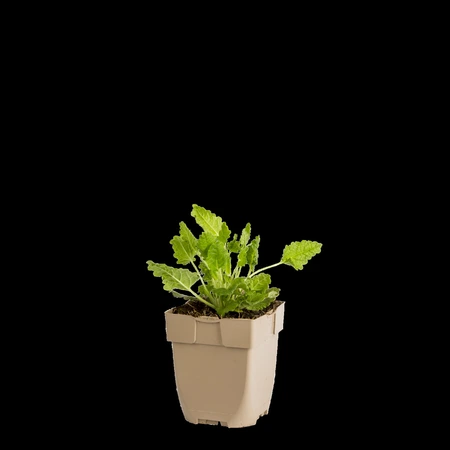 (WI) Stachys officinalis - afbeelding 1