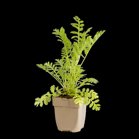 (WI) Tanacetum vulgare - afbeelding 1