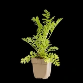 (WI) Tanacetum vulgare