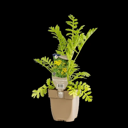 (WI) Tanacetum vulgare - afbeelding 2