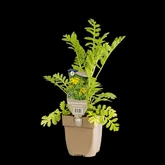 (WI) Tanacetum vulgare - afbeelding 2