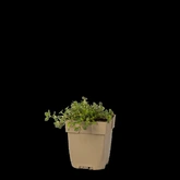 (WI) Thymus pulegioides