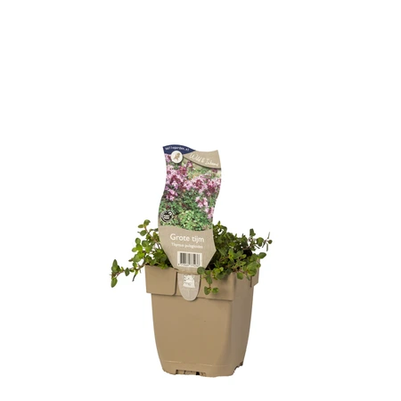 (WI) Thymus pulegioides - afbeelding 2