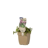 (WI) Thymus pulegioides - afbeelding 2