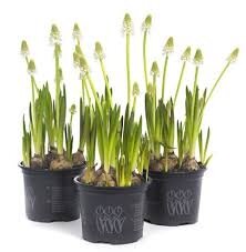 Witte druif in 12-cm pot