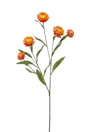 Xerochrysum spray orange 70cm