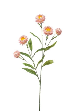 Xerochrysum spray pink 70cm