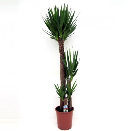 Yucca elephantipes 160cm hoog,