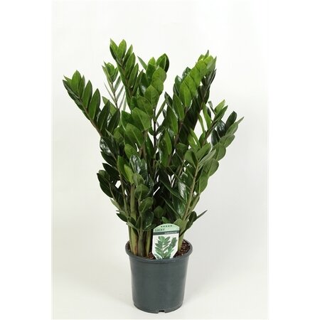 Zamioculcas  , 60cm hoog