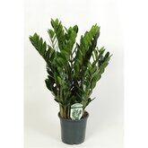 Zamioculcas  , 60cm hoog
