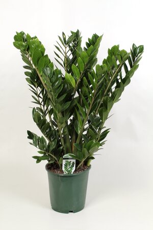 Zamioculcas  , 80cm hoog
