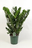Zamioculcas  , 80cm hoog